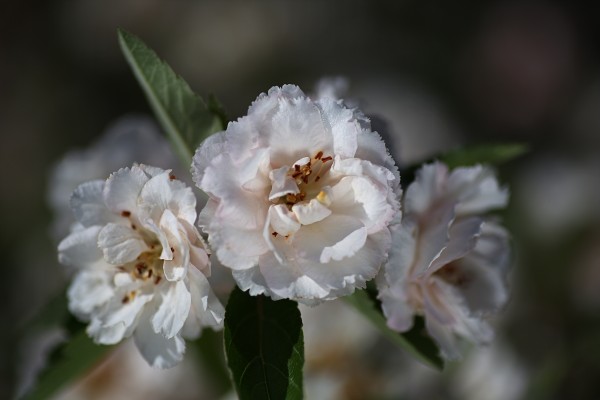 Crabapple Flowers by Joy Watson